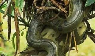 世界之蛇有多少米 现存世界上最大的蛇