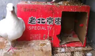 我这里有只鸽子两之脚上都有环请问怎么解释这两个环的意思 上面有两个鸽子